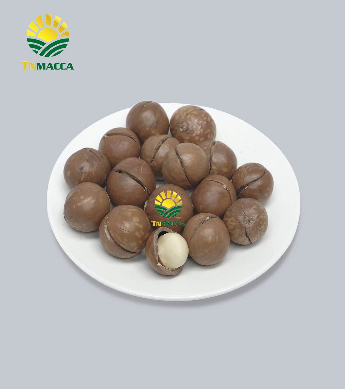 Macca Sấy Nứt Size 19-21 Mm  Giá Sỉ - Đóng Container Xuất Khẩu